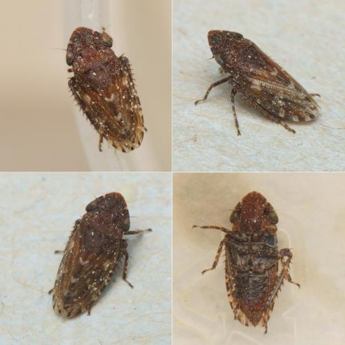 Planaphrodes sp.